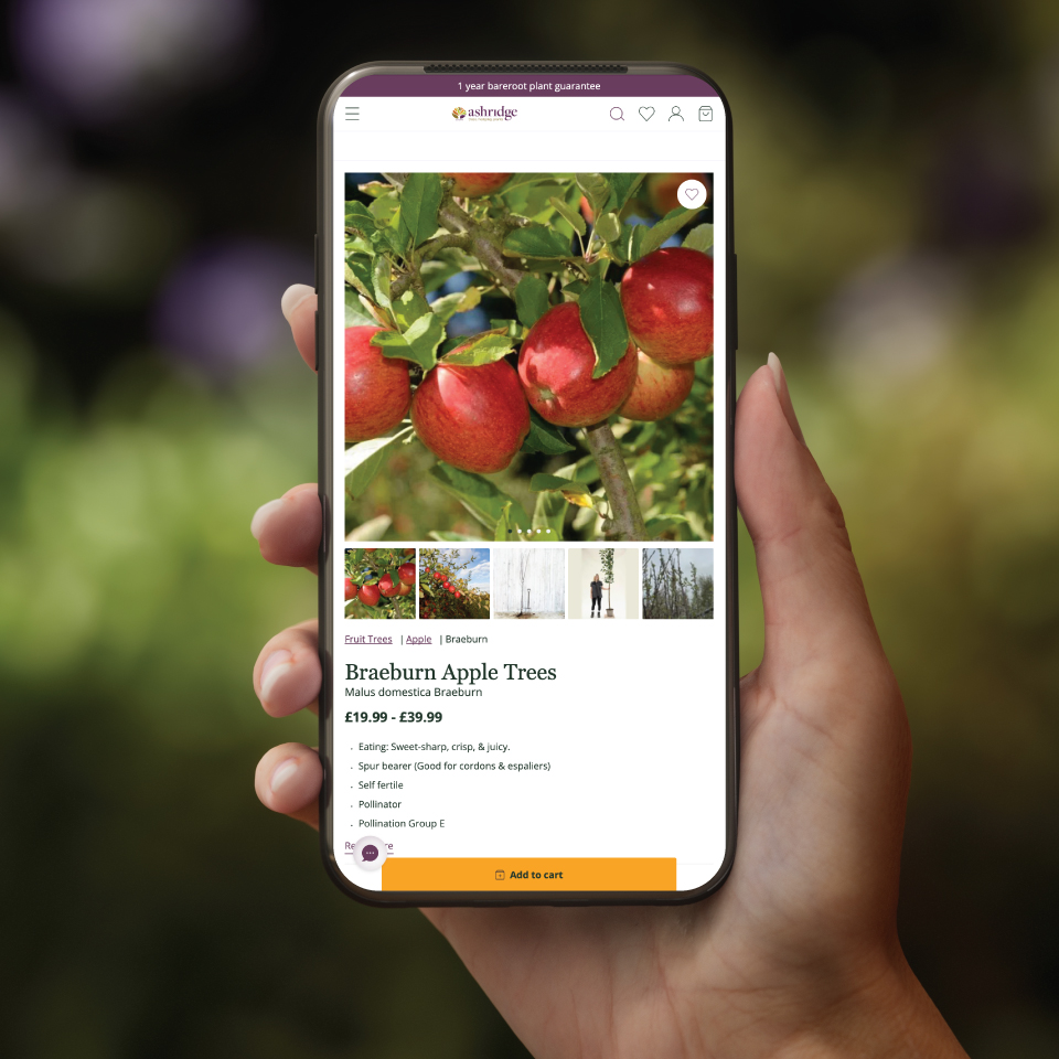 Ashridge Mobile Website