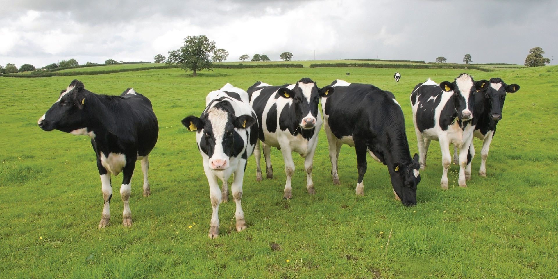 Dairy Partners dairy cows herd