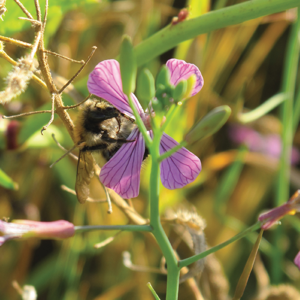 Overbury Estate bee on flowers