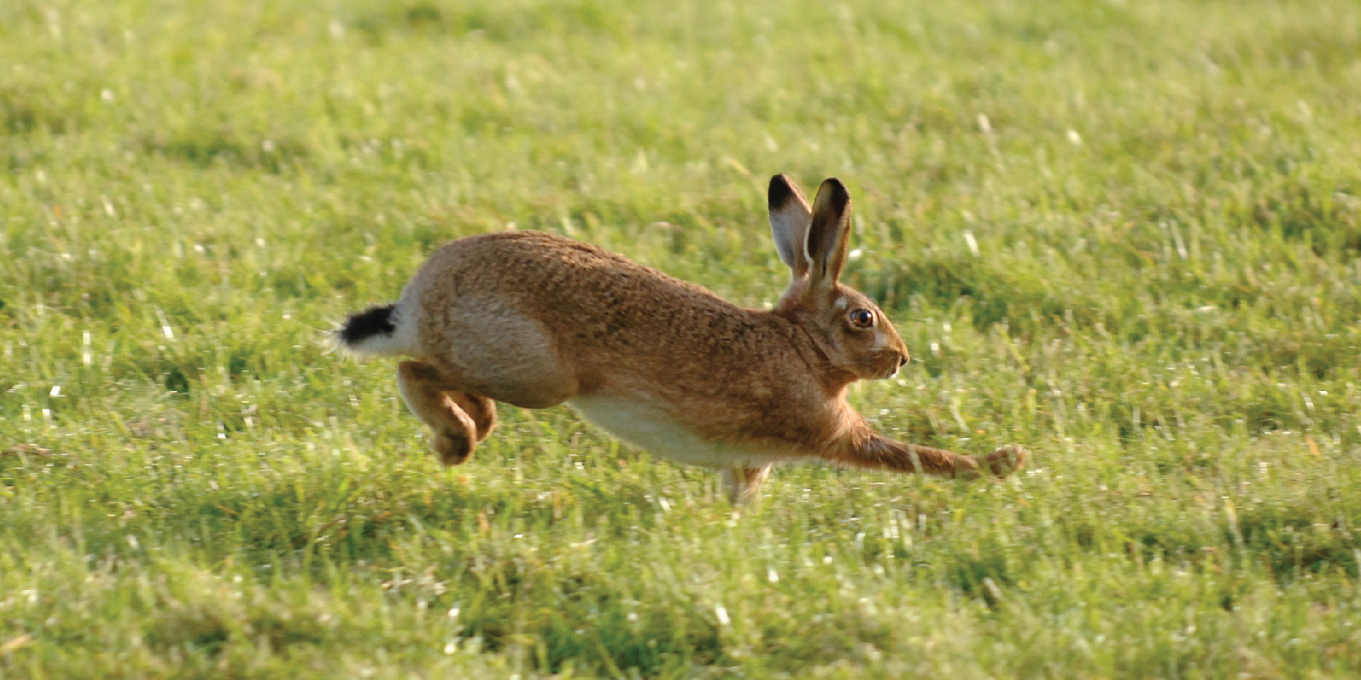 Overbury Estate hare