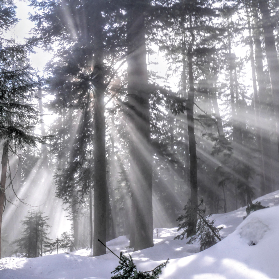 BBC Winterwatch winter forest