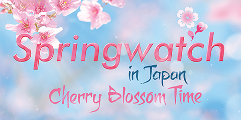 B009-2066-Springwatch-in-Japan-wide-1-ourwork.jpg
