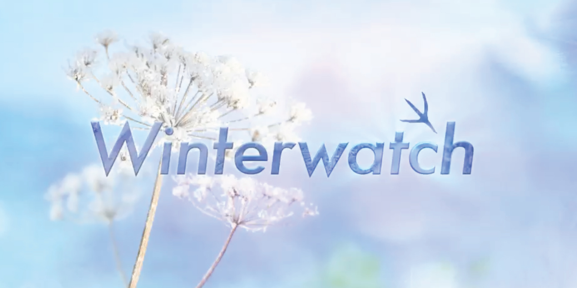 BBC Winterwatch brand identity logo