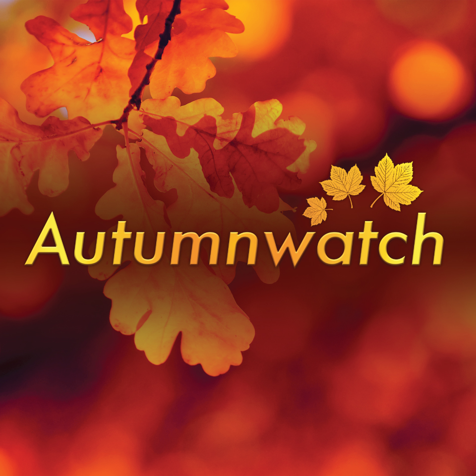 BBC Autumnwatch brand identity design