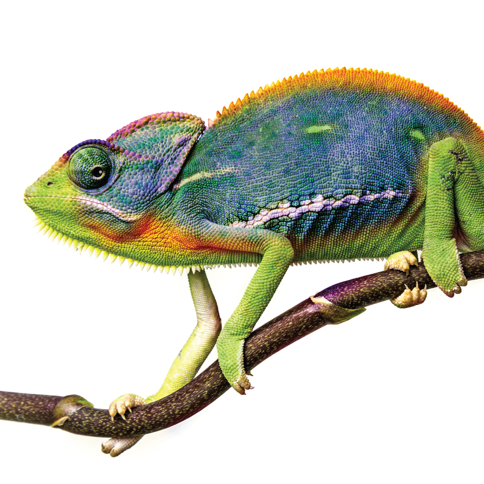 Deadly Art Colourful Chameleon Art
