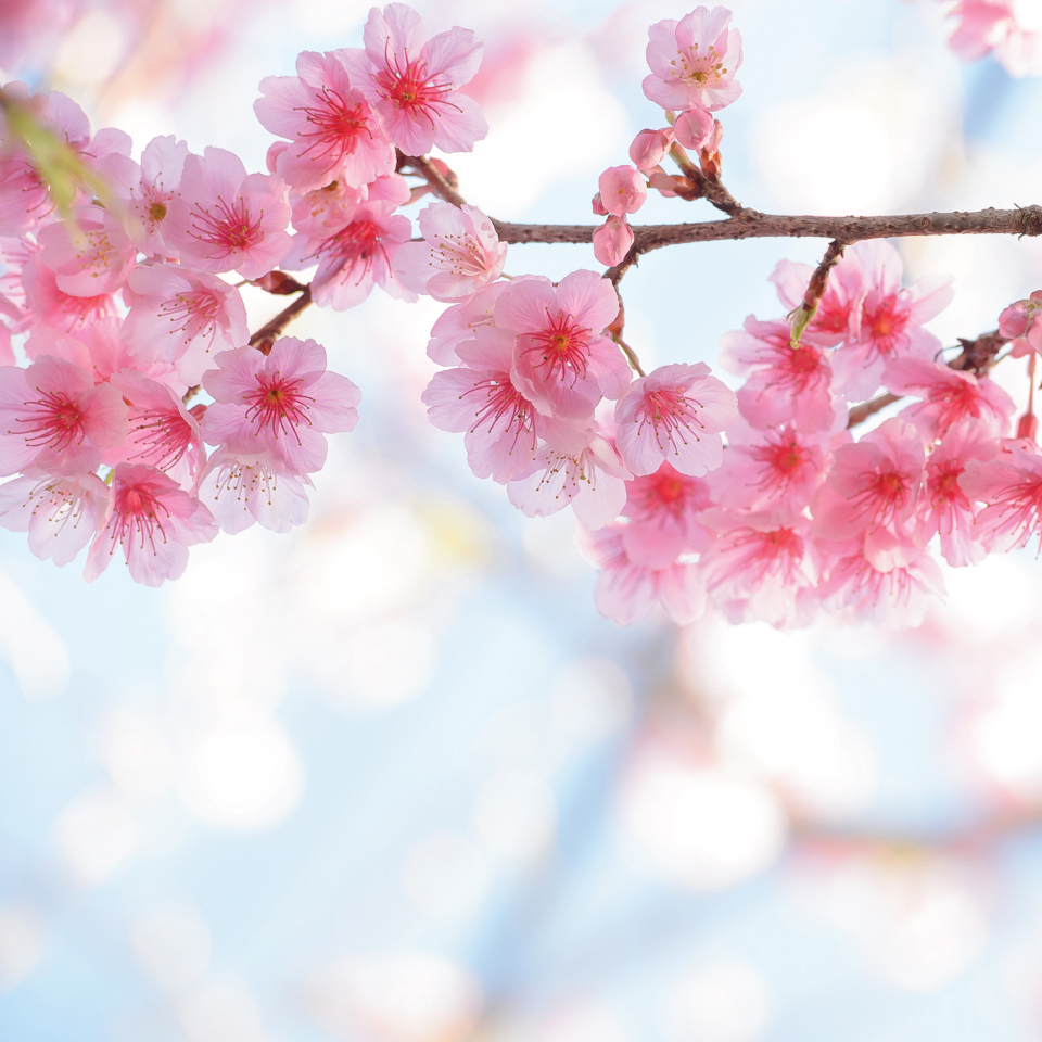 BBC Springwatch in Japan Cherry Blossom on tree