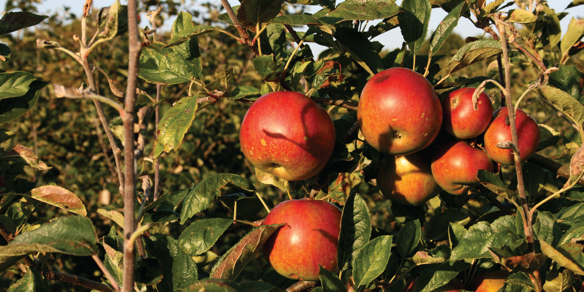 BBC Harvest apple orchard