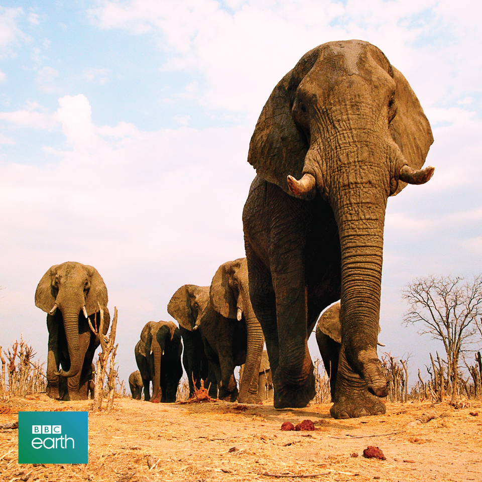 BBC Earth African elephants signage