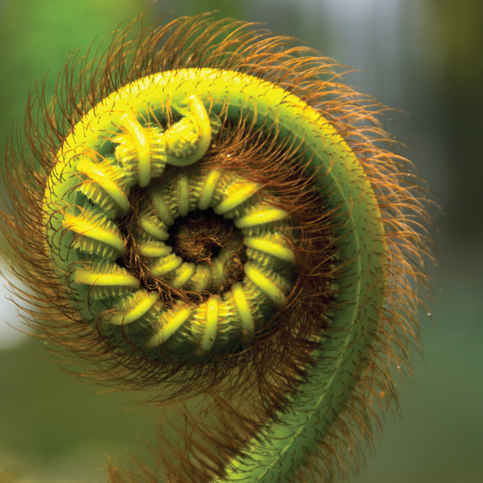 Leaf Creative fern