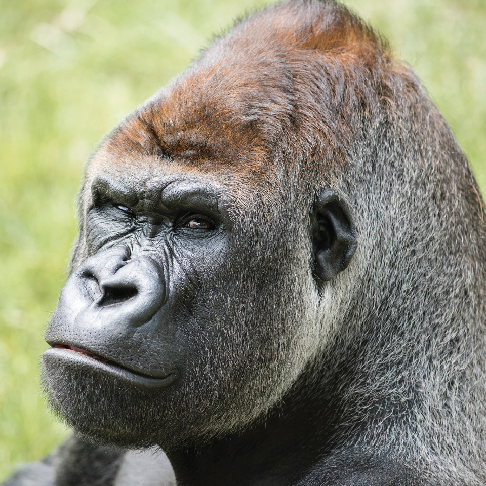 Longleat VIP gorilla