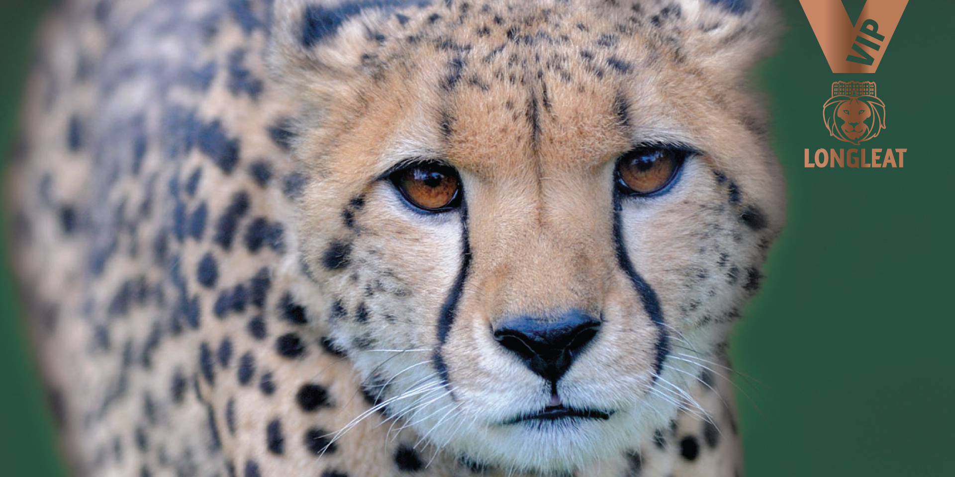 Longleat VIP cheetah experience